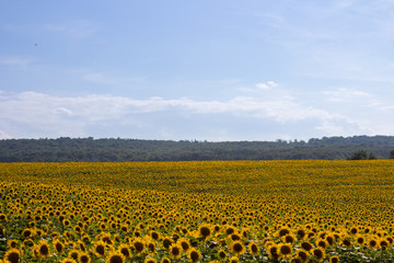 sunflowers near the forest