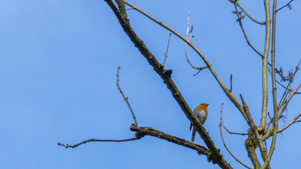 Germany, singing european robin sitting on a tree in spring