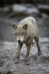 Fototapeta premium Grey Wolf Animal