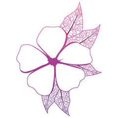 cute daisy flower with leafs decorative