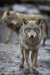 Obraz premium Grey Wolf Animal