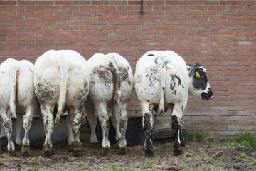 meat calves with their backs toward us against brick wall at farm near utrecht in the netherlands