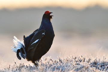 Black grouse lekking