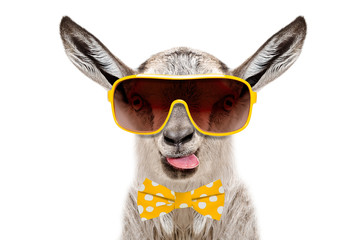 Portrait of funny gray goat in a sunglasses and bow tie, showing the tongue, isolated on white background