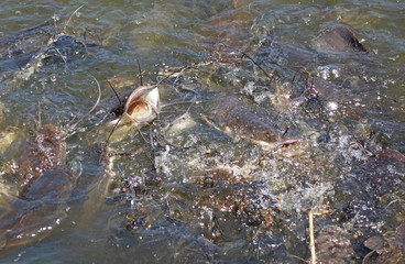 Pile of catfish fish in pond waiting for food