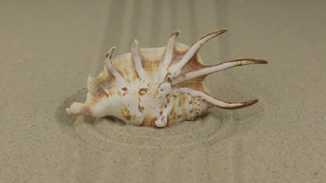 Zoom of a beautiful seashell lying in a circle of sand.