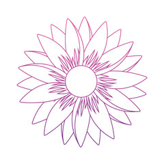 cute daisy flower decorative icon