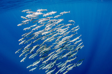 Obraz premium Sardine bait ball off the mexican coast.