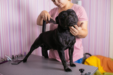 Dog grooming process. American Stafford terrier standing on the table while being brushed and styled by a professional groomer.