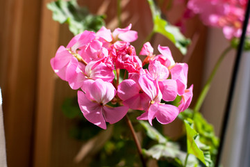 Pink pelargonium flowers in bloom close up