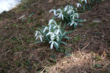 Blossoming snowdrop flowers on the mountains forest lawn