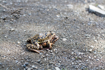 Two frogs making love on the road near mountains forest lake