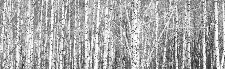 Foto op Plexiglas black-and-white photo of white birches in birch grove © yarbeer