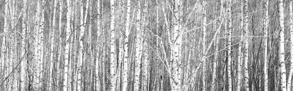 black-and-white photo of white birches in birch grove