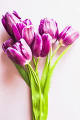 A bouquet of lilac tulips on a purple background. Lifestyle photo. Top view, flat lay