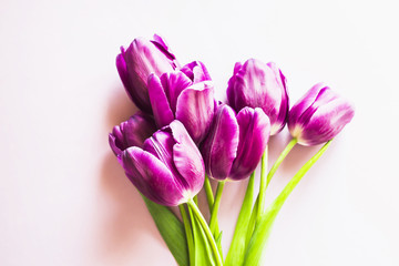 A bouquet of lilac tulips on a purple background. Lifestyle photo. Top view, flat lay