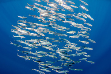 Fototapeta premium Sardine bait ball off the mexican coast.