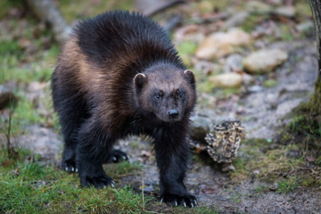 Wolverine Glouton Animal