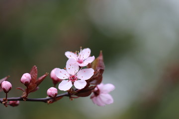 Obraz premium Detailaufnahme einer Blütenkirsche in sanften Farben des Frühlings - mit Textfreiraum