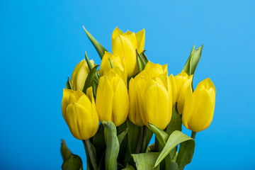 Obraz premium yellow tulips on blue background 