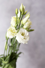 Eustoma on the light background