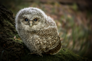 Look into my eyes