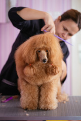 Dog grooming process. Beautiful red dwarf poodle sits on the table while being brushed and styled by a professional groomer.