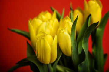 Naklejka premium yellow tulips on red background 