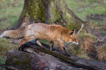 Naklejka na ściany i meble Red Fox Animal