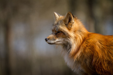 Fototapeta premium Red Fox Animal