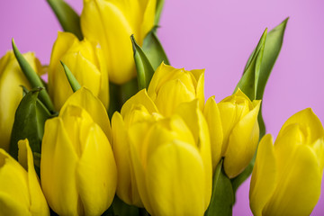 Fototapeta premium yellow tulips on pink background 
