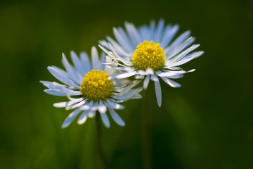 Obraz premium Gänseblümchen, Bellis perennis