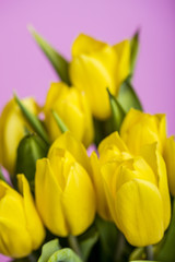 yellow tulips on pink background 