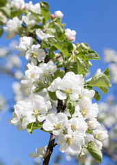 Appletree flowers blooming