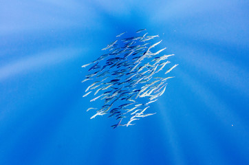 Fototapeta premium Sardine bait ball off the mexican coast.