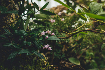 Orchid flower in tropical garden.Orchids.Floral background