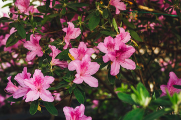 Blooming Rhododendron selection in a greenhouse. flower background