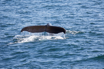 Tail of whale rise from sea