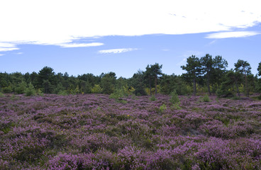 Fototapeta na wymiar Laesoe / Denmark: Flowering heather landscape in Klitplantage nature reserve