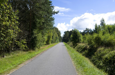 Fototapeta na wymiar Laesoe / Denmark: Cyclist-friendly small asphalted road through Klitplantage nature reserve