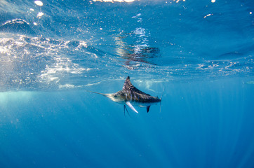 Obraz premium Striped marlin off the mexican coast