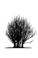 Realistic tree silhouette (Vector illustration).Ai10