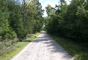 Fototapeta na wymiar Laesoe / Denmark: Small macadam road through the forest of Klitplantage nature reserve