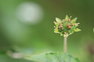 Close up the grass flower and white bokeh on green background