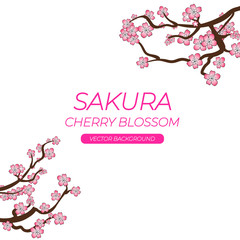 Sakura Cherry Bloom: VECTOR Background Template, Spring Cherry Branches Isolated on White Background.