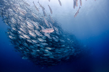Big eye Trevally Jack, (Caranx sexfasciatus) in polarized school, bait ball or tornado with a diver...