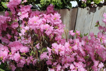 Fototapeta na wymiar Pink Azaleas growing along wooden fence