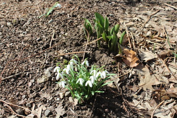 Snowdrop flowers blooming in early spring