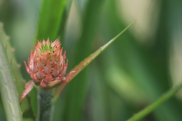 Close up the pink fruit of bromeliad on green background