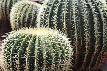 Barrel Cactus close up